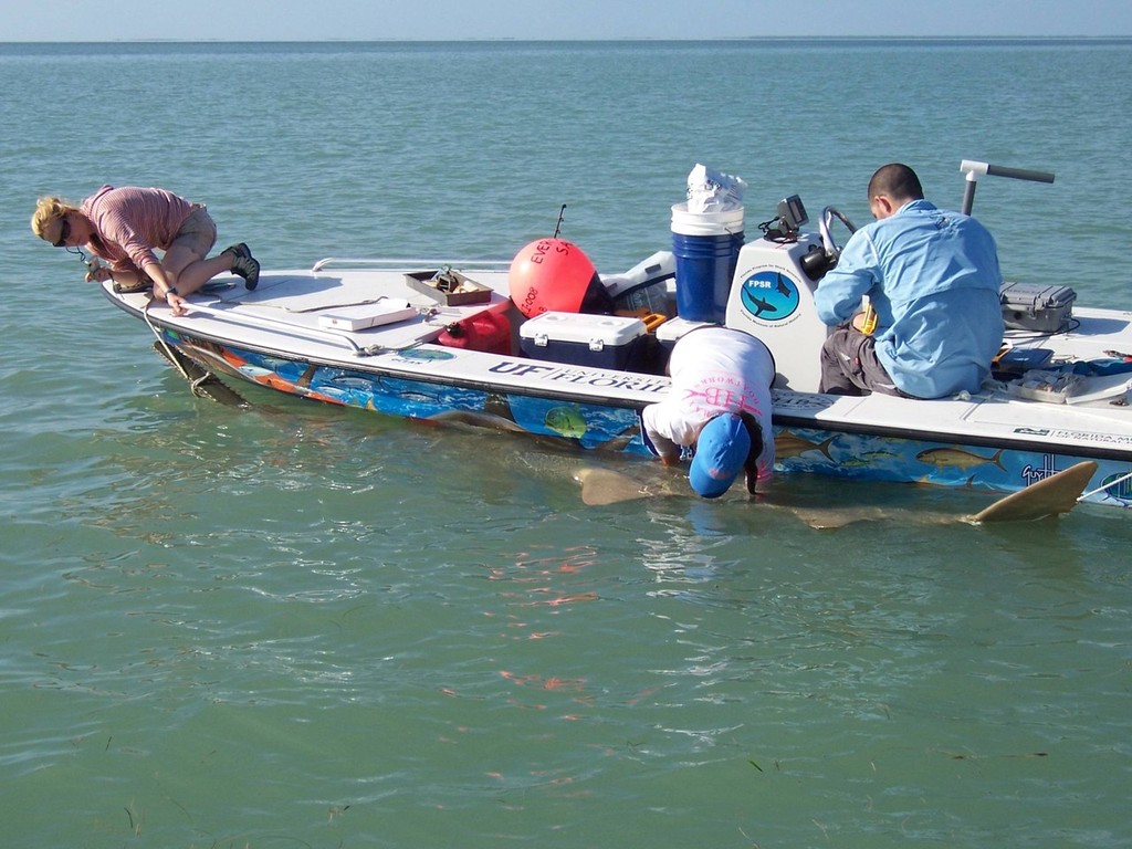 Sawfish Ready for Tagging © John Bell